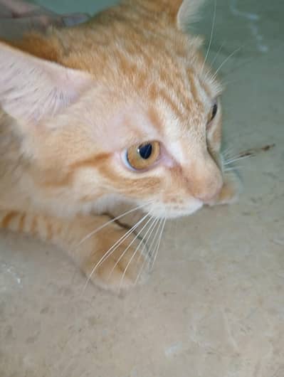 Persian cat This that is not angry and full train