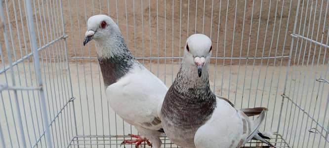 Chitte Lalband Pair and German Sherazi