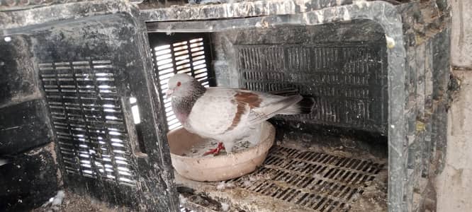 Chitte Lalband Pair Roshan Bhabray Pair