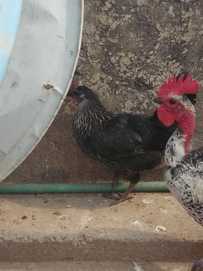 naked neck rooster and black Desi egg lying hen for sale