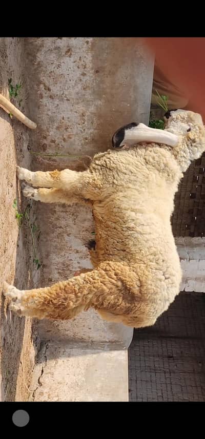 kajla/chatra/sheep/male/