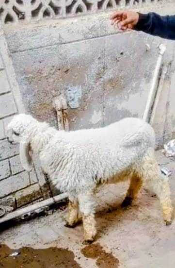 Dumba Age 4.5 month ready to Qurbani 2026