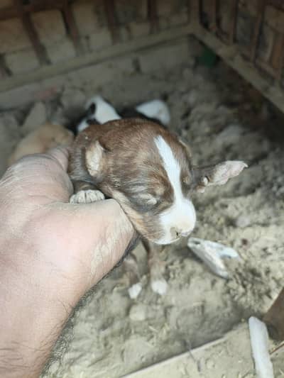 pointer crose gultarya puppies for sale