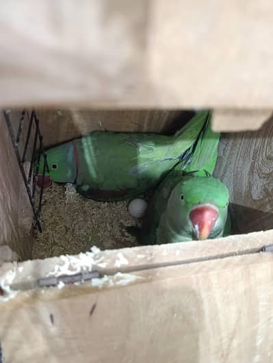 Breeder Pair With Egg For Sale