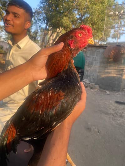 Amroha aur miawali cross