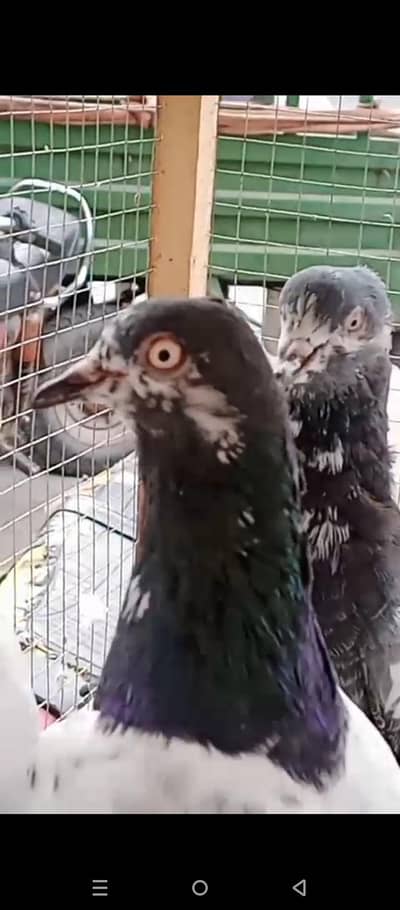 old original black knock teddy kabutare