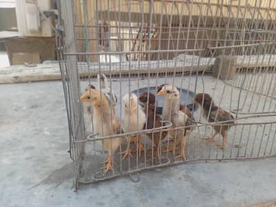 premium Quality Aseel chicks