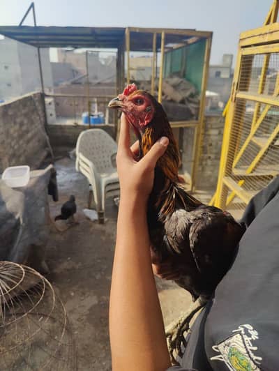 aseel burmi vet ptha ha