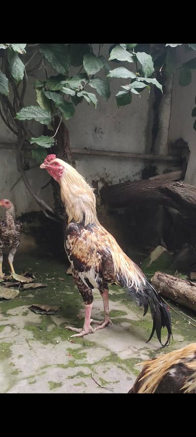 Aseel murgha achi height ma hy