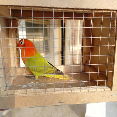Beautiful Lovebirds for Sale