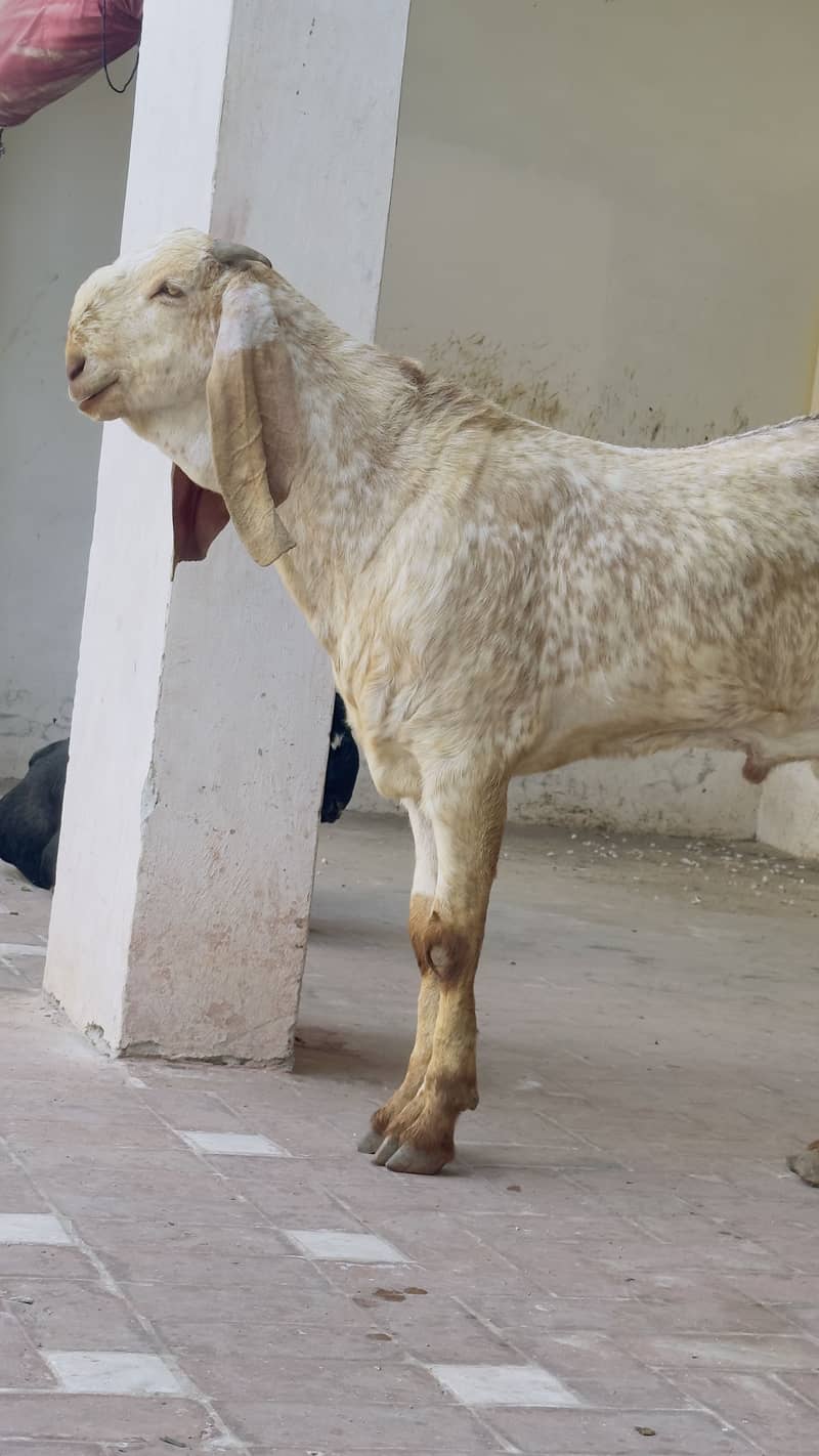 Donda Bakra 0