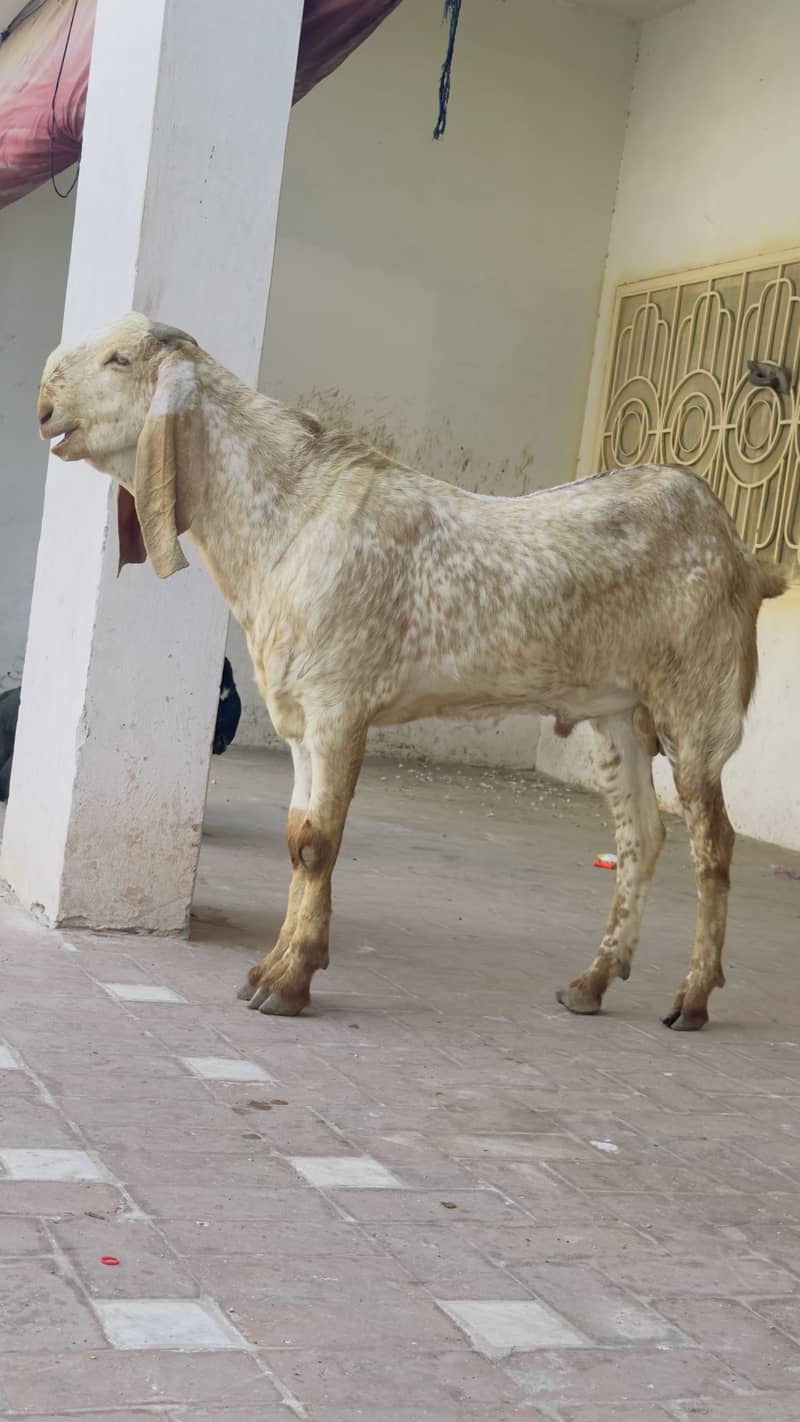 Donda Bakra 1
