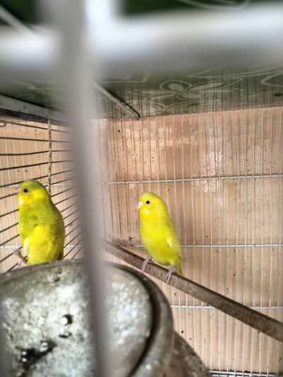 cocktail chicks and budgies chicks ready to breed pair spangle