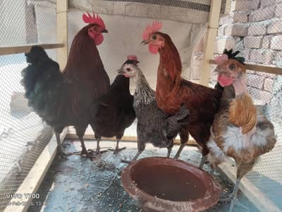 Murghi (Hens) for Sale in FAISALABAD | Anday Denay Wali Healthy Hens