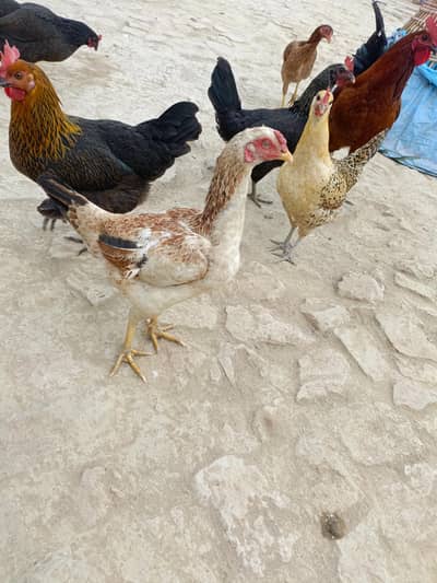 دیسی اور اصیل مرغیاں مرغے دستیاب ہیں ڈی سی مرغیاں انڈے دے رہی ہیں