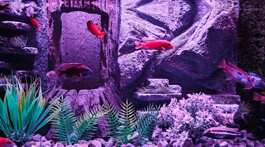 3d aquarium for sale. . .