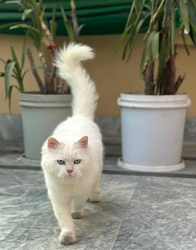 ealthy & Playful Pet Cat for Sale – Home Raised 