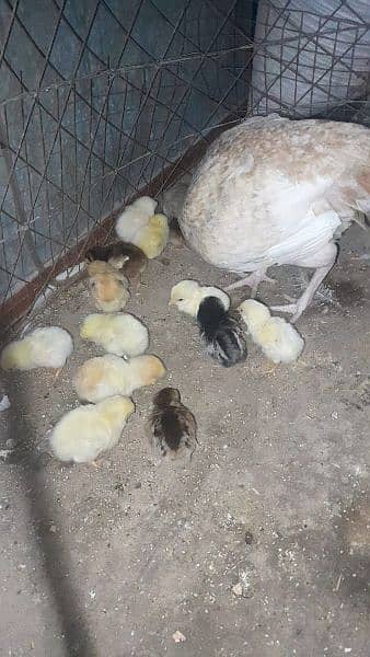 Heera white aseel chicks