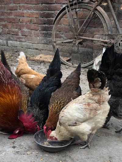 Healthy egg laying 8 hens 1 male