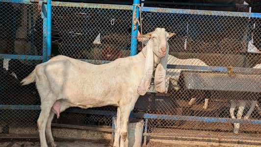 Gulabi Bakri with kid.