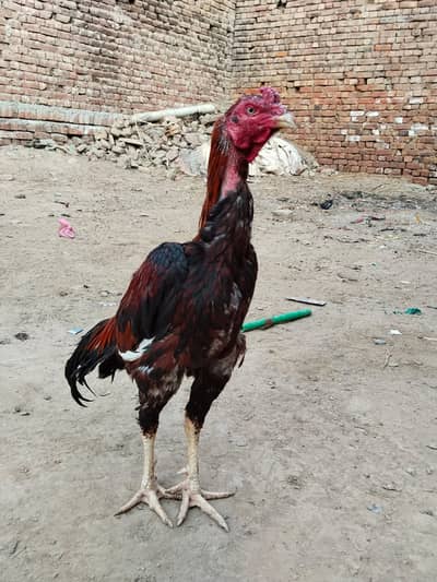 Kamalia Band Gadi Aseel