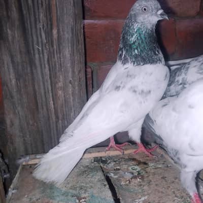 My WhatsApp 03075197074