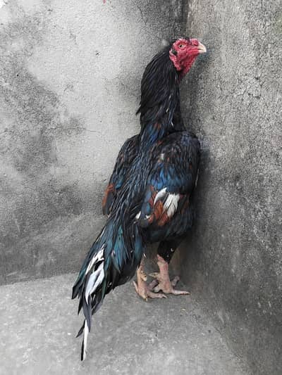 High quality aseel muska lakha breeder murga 03125493963 WhatsApp