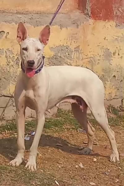 pure kuhati gultair breeder female top quality healthy and active