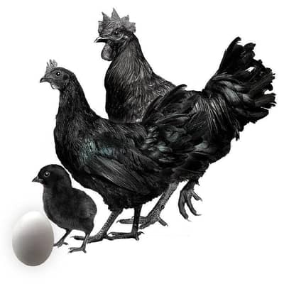Ayam Cemani | Rir | Aseel | Australop Eggs for sale