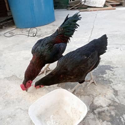 Murgha murghi (desi pair)for sale. .