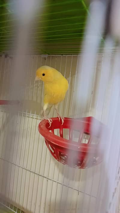 canary female for sale