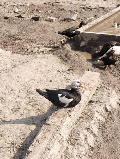 duck  for sale  new release