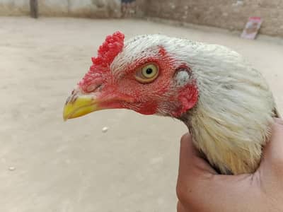 Chena murga bohat acha ha