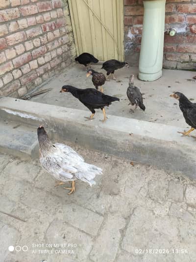 pure mianwali aseel chicks  chuzy murgian fore sale