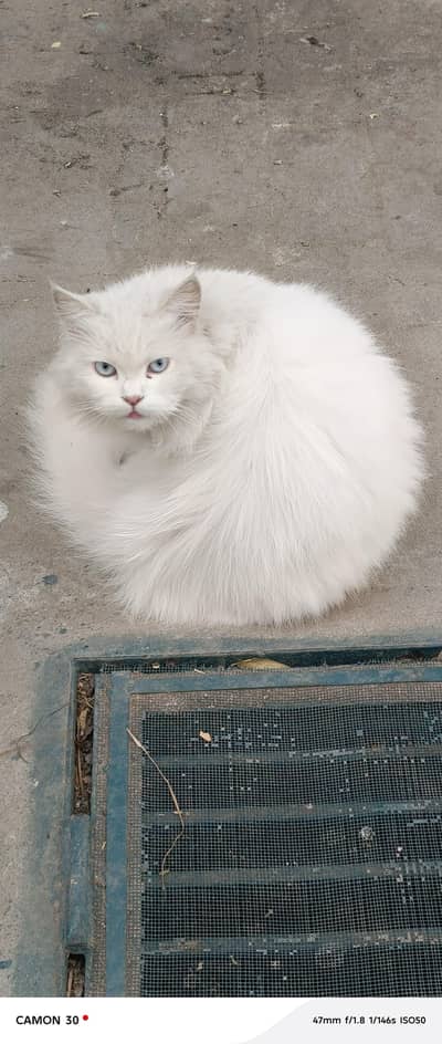 2 female cats, 2 time bread. . Bothe mother and daughter.