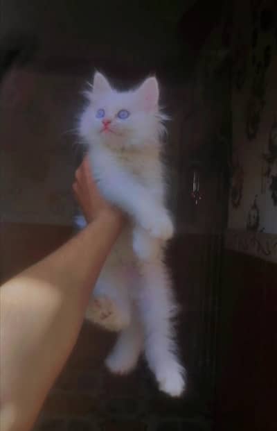 Parisan Female Kitten