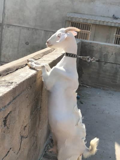 Ghar ki pali hui bakri hai  03091234552