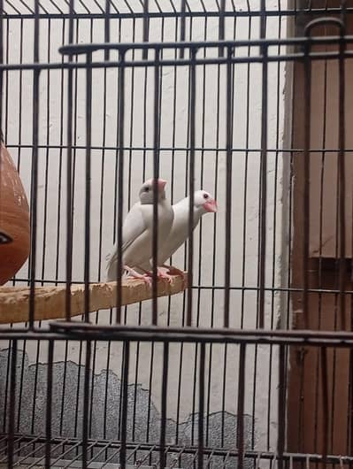 java wite finch full bareeder pair jabo size heldy and active for sale