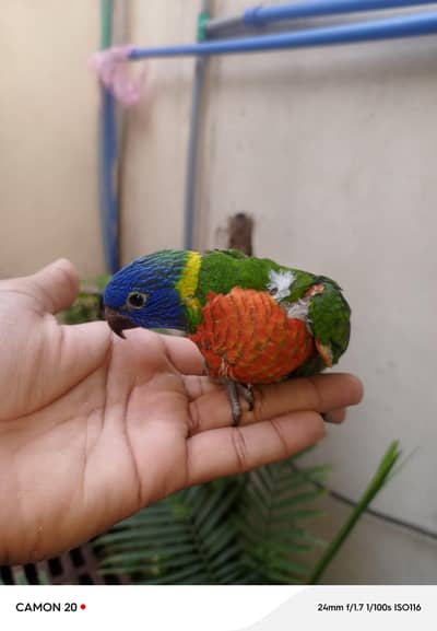 loreis chicks parrots chicks