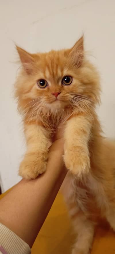 Meet our adorable ginger Persian kitten!