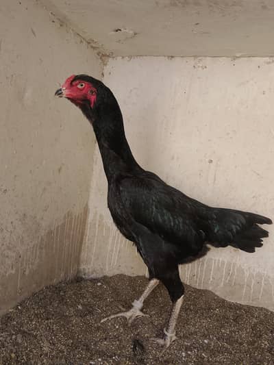 All Aseel Setup for Sale (0318-2990890)