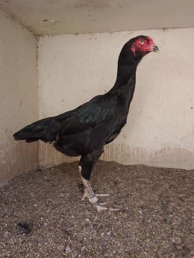 All Shamo Aseel Setup for Sale (0318-2990890)