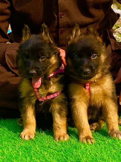German Shepherd long code pair for sale