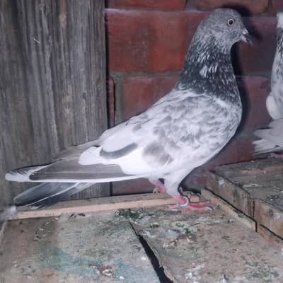 pigeon My WhatsApp 03075197074