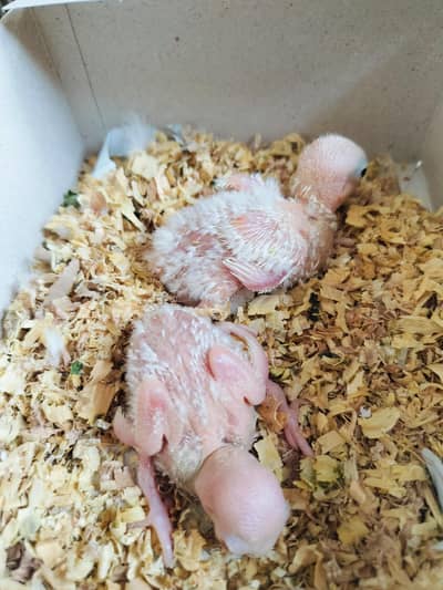 love bird chiks