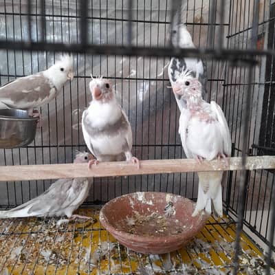 3 whiteface pied cockatiel chicks for handtame purpose