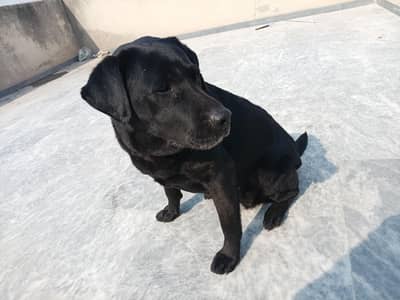 Labrador Female For sale