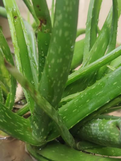 very thick and healthy aelovera home planted for sale