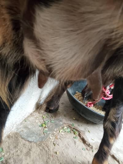 kali Sheri bital gaban