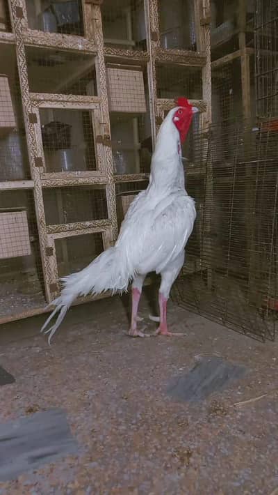 aseel heera male long hight blue ring eyes papa White